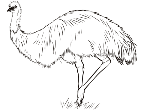 Australian emu coloring page free printable coloring pages