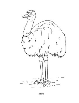 Emu coloring page by mama draw it tpt