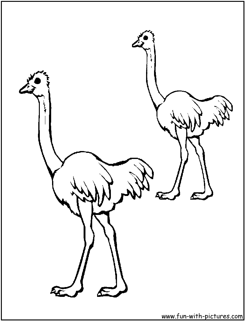 Emu coloring page