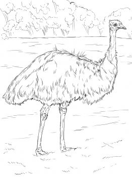 Realistic emu coloring page super coloring animal coloring pages coloring pages nature bird coloring pages