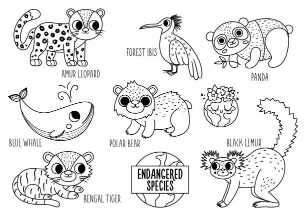 Vector black and white endangered species set cute line extinct animals collection funny illustration for kids with amur leopard blue whale black lemur nature protection coloring page stock illustration