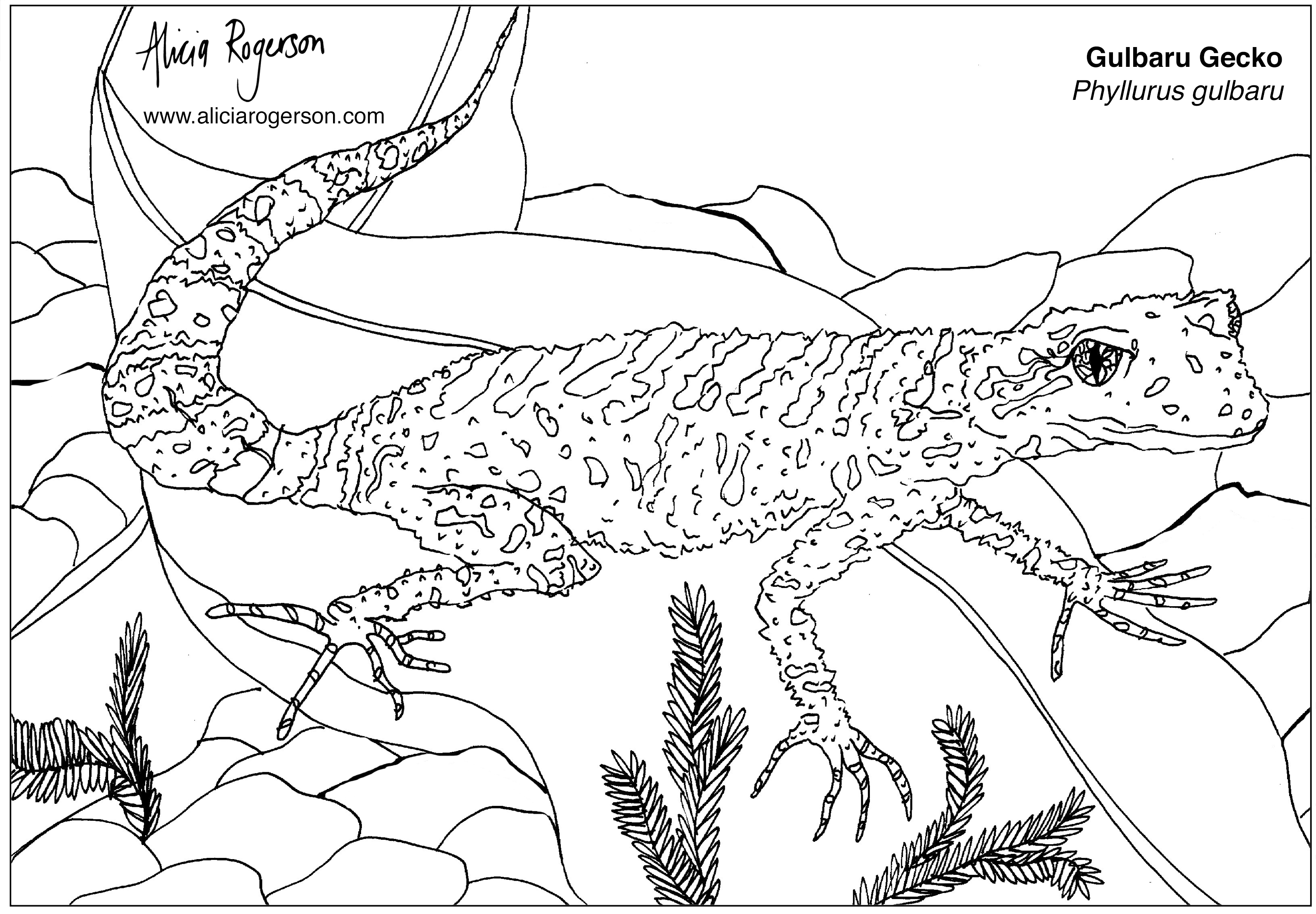 Free endangered animal colouring pages â alicia rogerson art