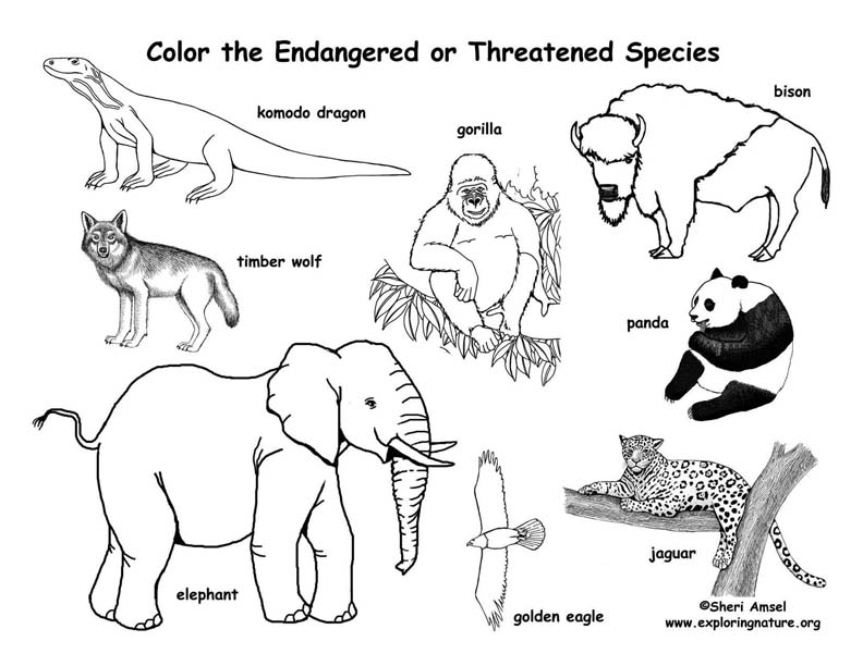 Endangered animals coloring page