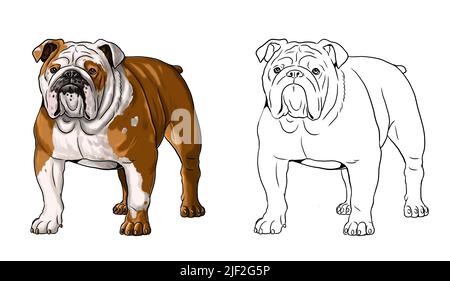 English bulldog dog cartoon coloring cut out stock images pictures