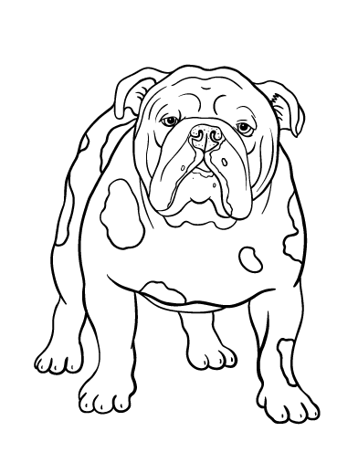 Free bulldog coloring page