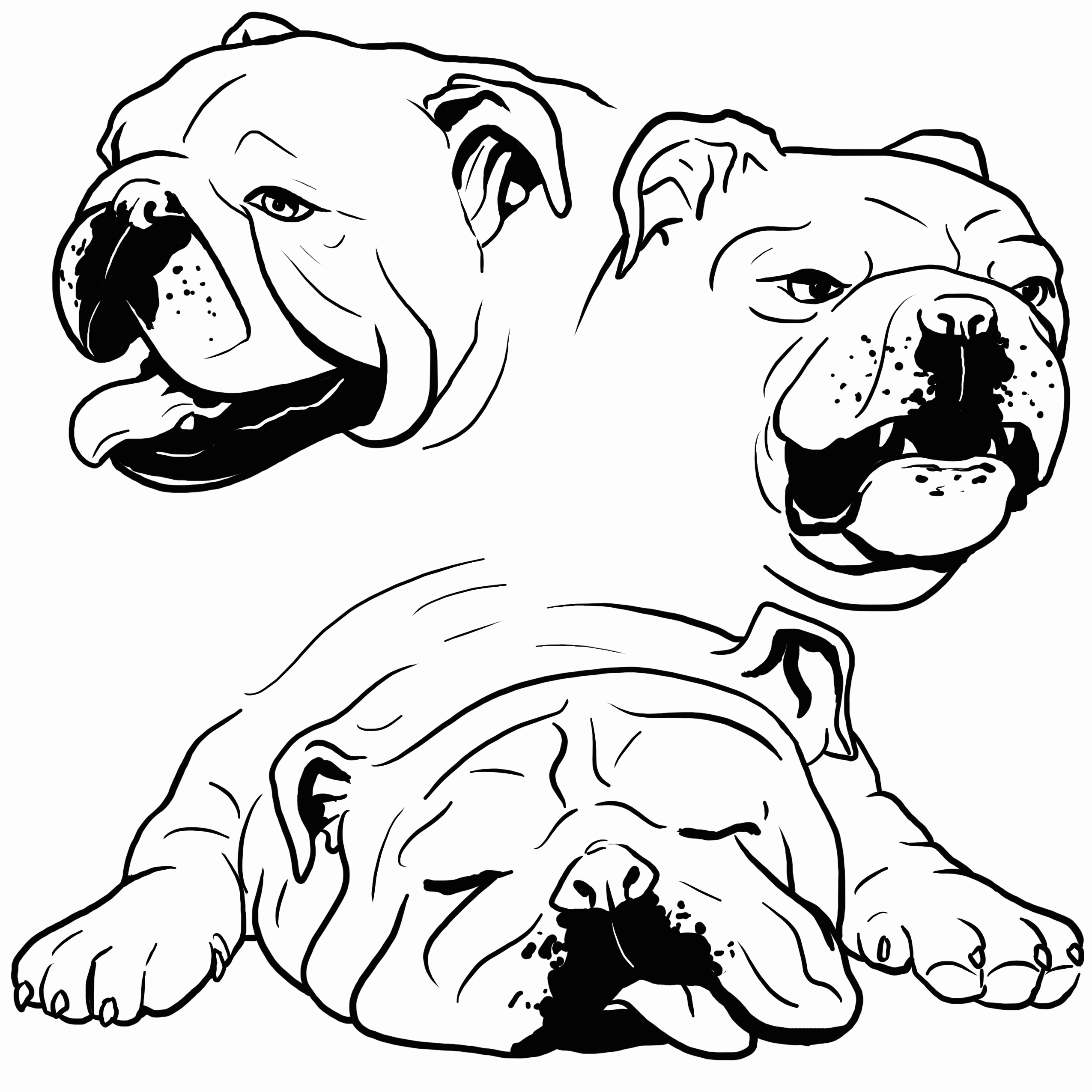 Bulldog coloring pages