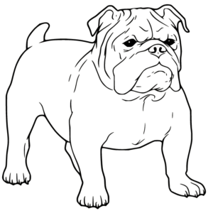 Bulldog coloring pages printable for free download