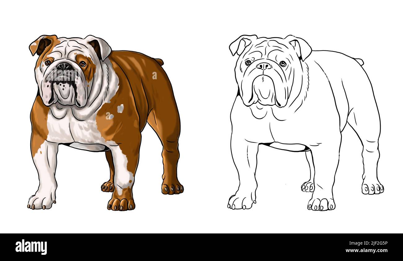 English bulldog dog cartoon coloring cut out stock images pictures