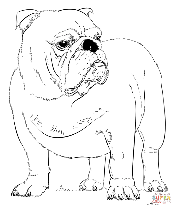 English bulldog coloring page free printable coloring pages