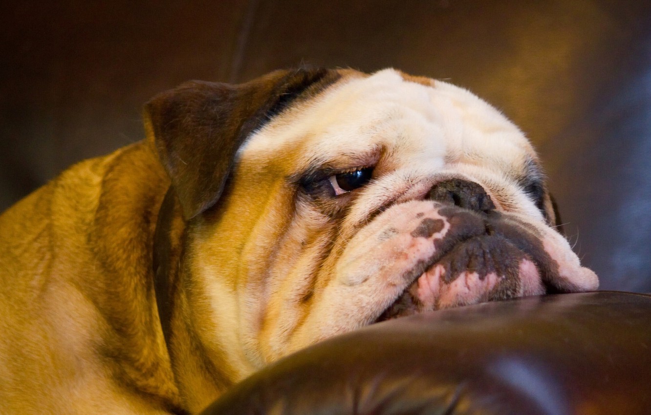 Download Free 100 + english bulldog wallpaper Wallpapers