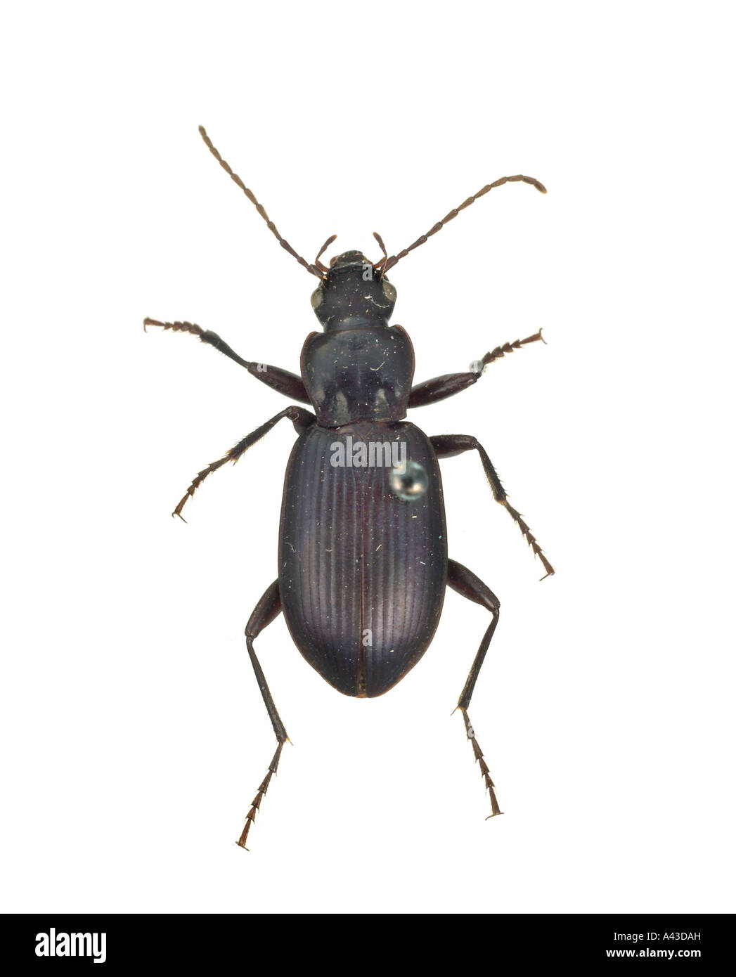 Carabajo de tierra negro pristonychus complanatus fotografãa de stock