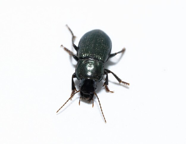 Bichos insectos primer plano harpalus affinis carabajos de tierra verd aislados sobre fondo blanco en movimiento foto premium