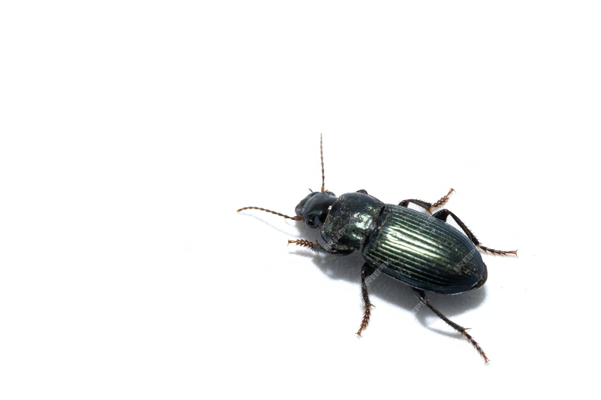 Bichos insectos primer plano harpalus affinis carabajos de tierra verd aislados sobre fondo blanco en movimiento foto premium