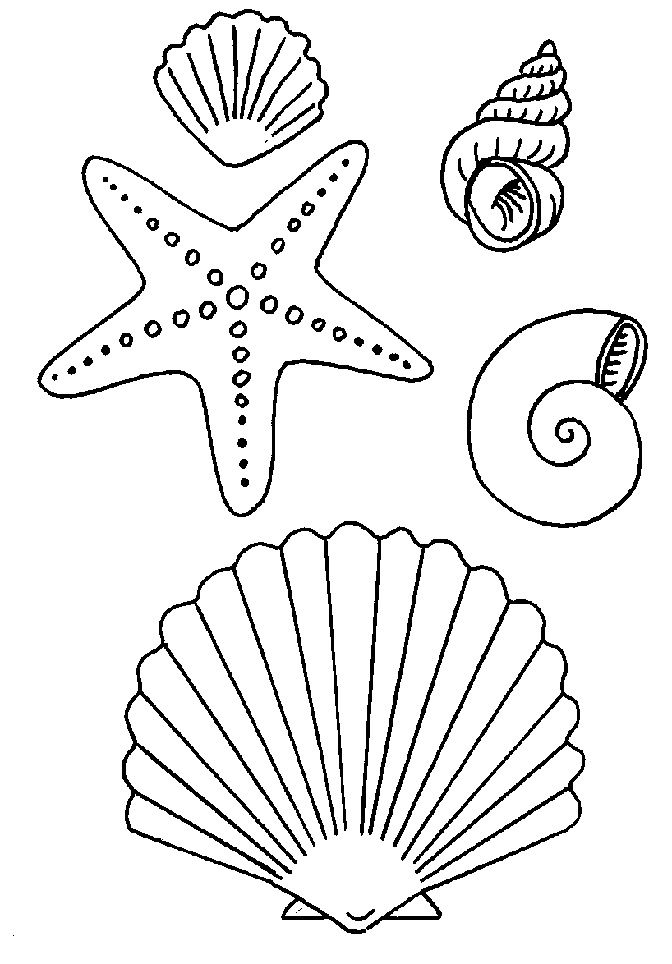 Shell coloring pages imprimer conchas de mar dibujo mar para colorear estrellas de mar dibujos