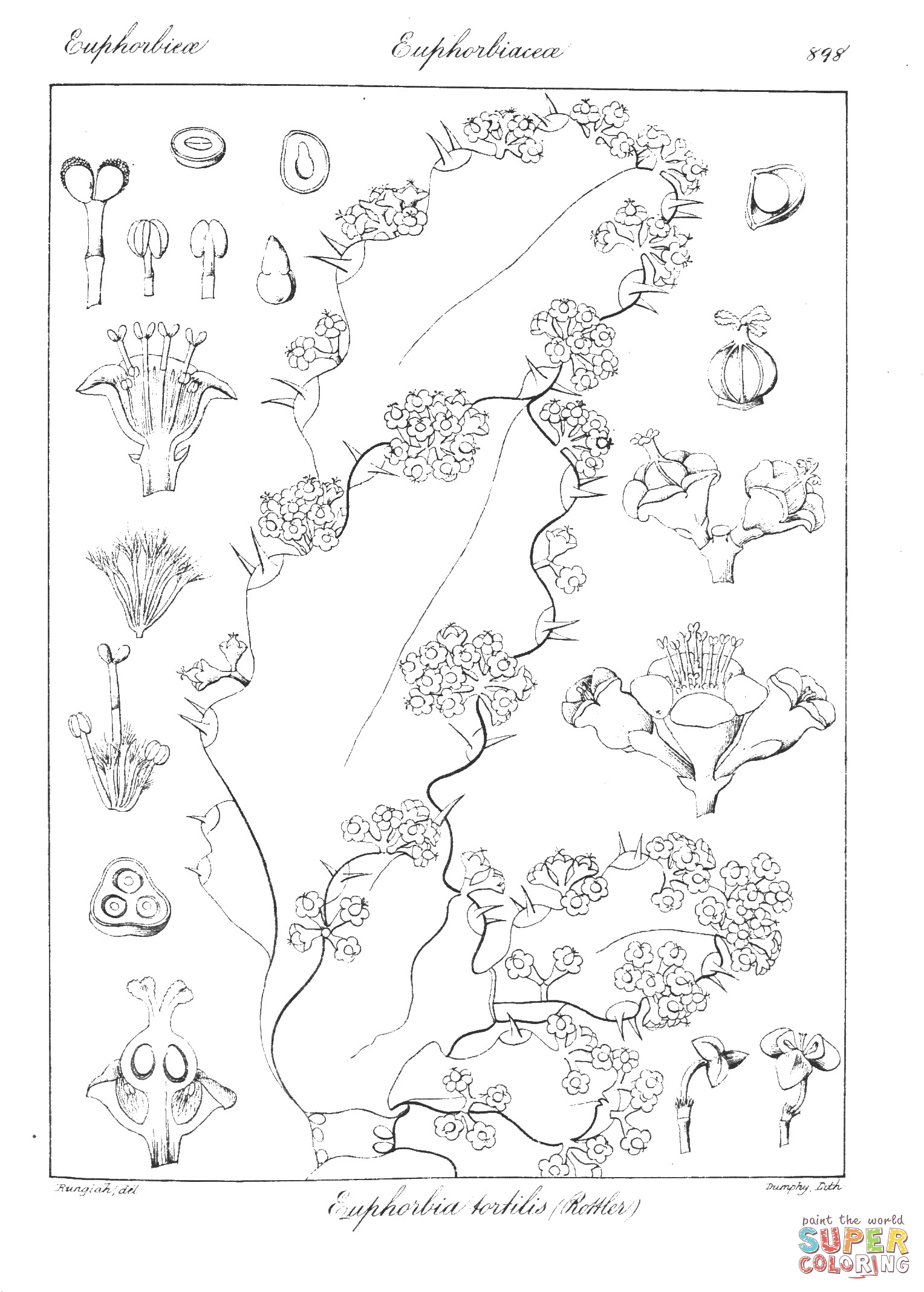 Euphorbia tortilis coloring page free printable coloring pages