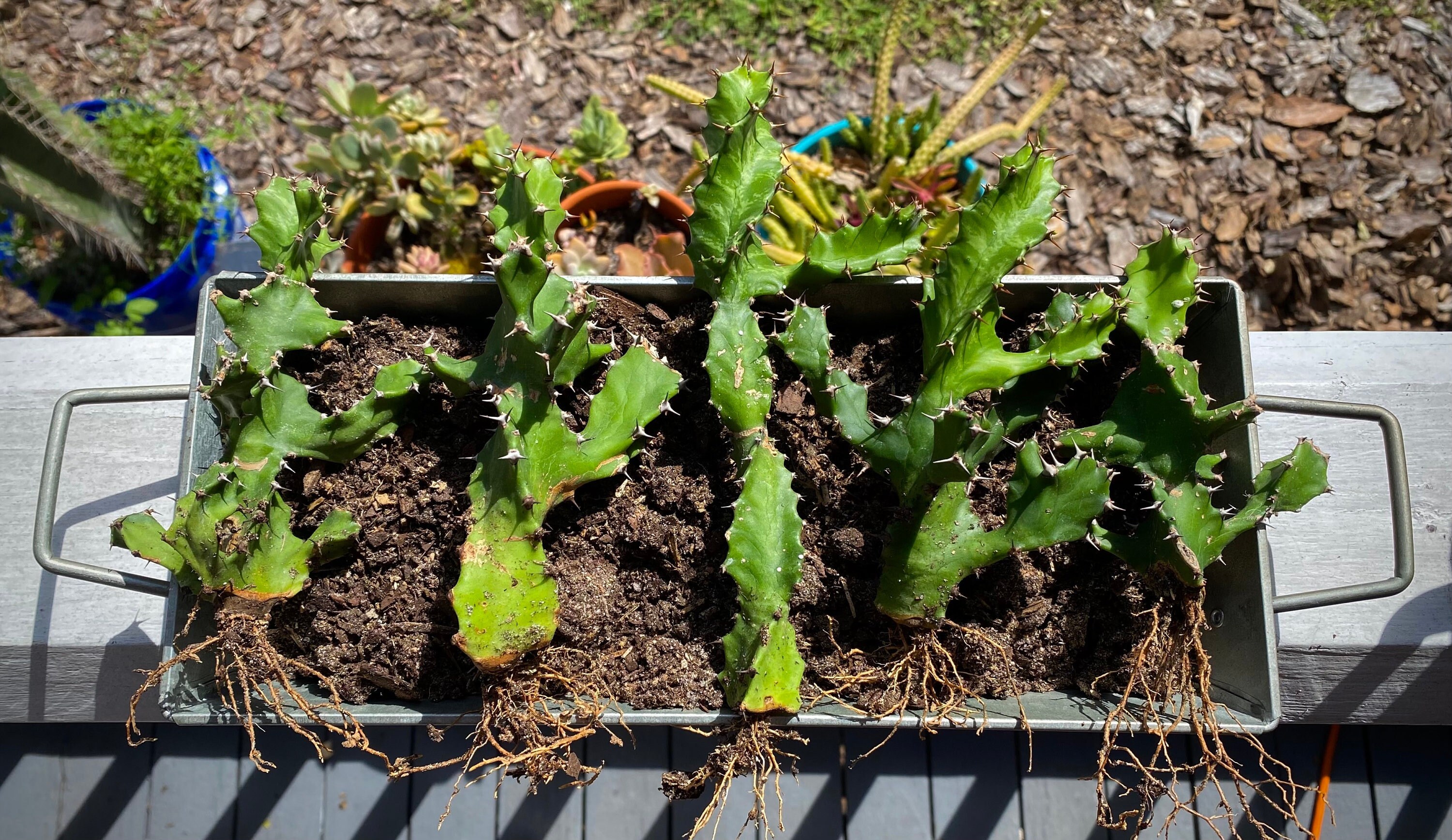 Rare variegated twisting euphorbia tortilis cactus succulent