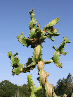 Lg euphorbia tortilis cactus euphorbiaceae â urban xeriscape