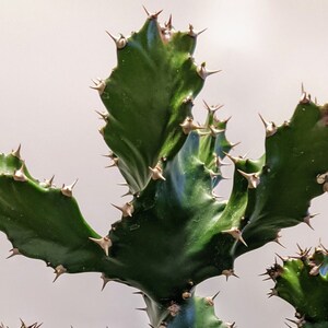 Cutting of euphorbia tortilis cactus euphorbiaceae twisted milk tree tortilis cactussucculent