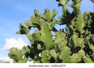 Sem euphorbia euphorbiaceae images stock photos d objects vectors