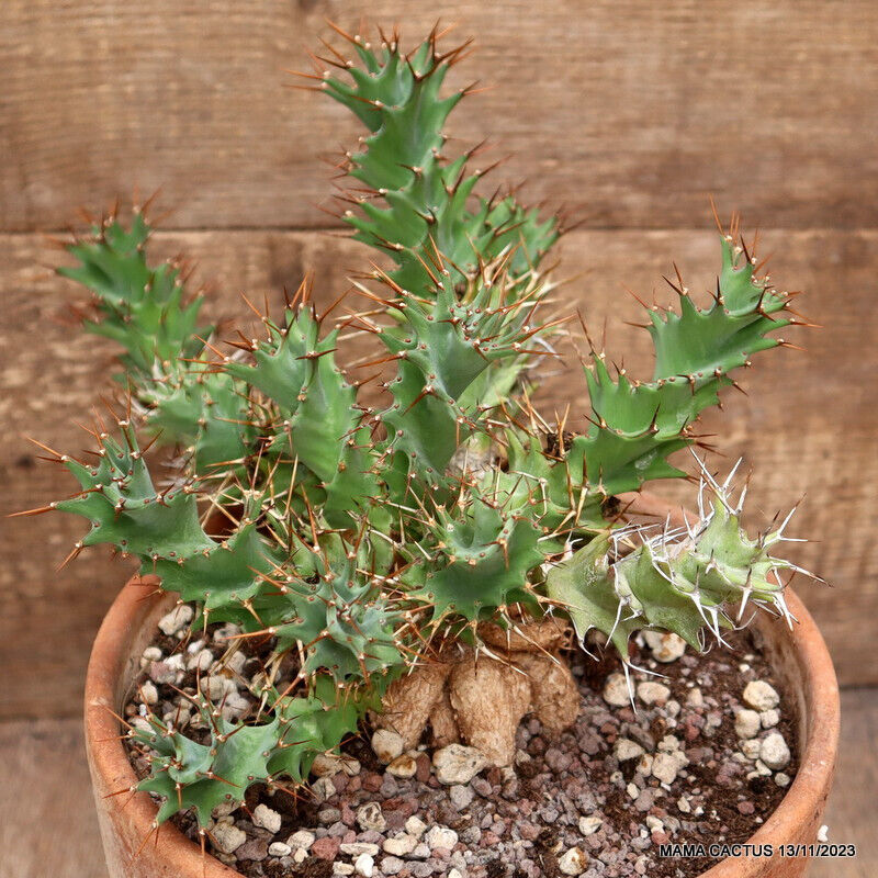 A euphorbia tortirama very old pot