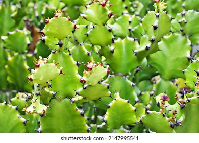 Sem euphorbia euphorbiaceae images stock photos d objects vectors