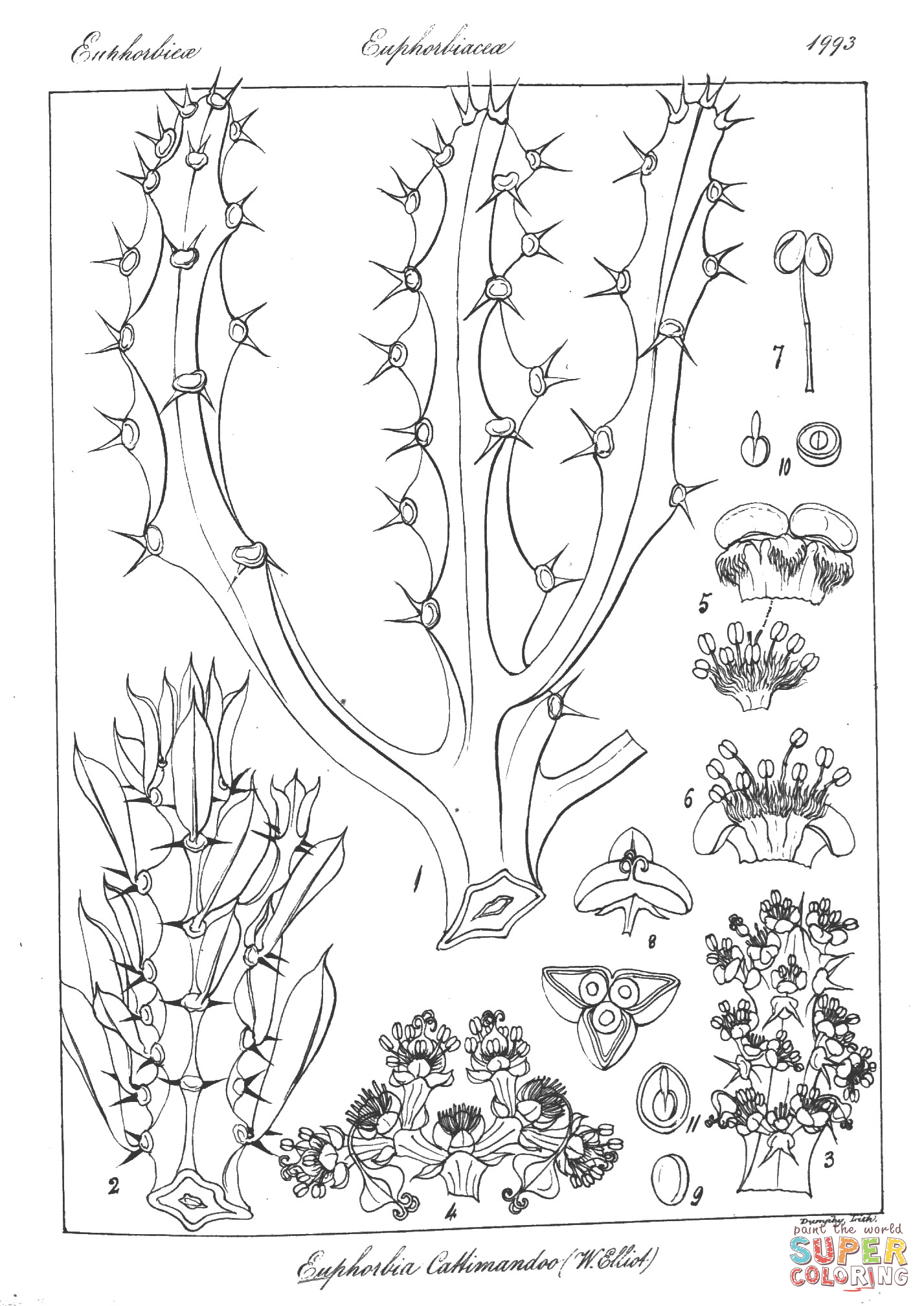 Euphorbia cattimandoo coloring page free printable coloring pages