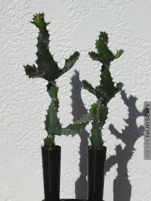 Rarely offered euphorbia spiral tortilis â kens