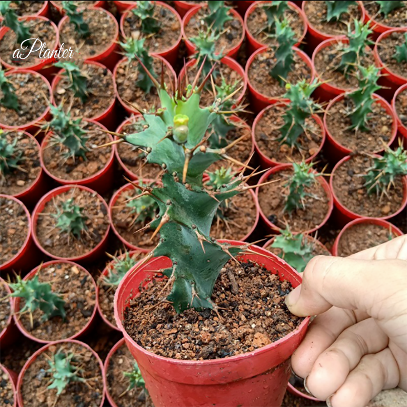 Euphorbia groenewaldii â