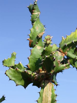 Lg euphorbia tortilis cactus euphorbiaceae â real tropicals