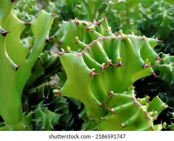 Sem euphorbia euphorbiaceae images stock photos d objects vectors