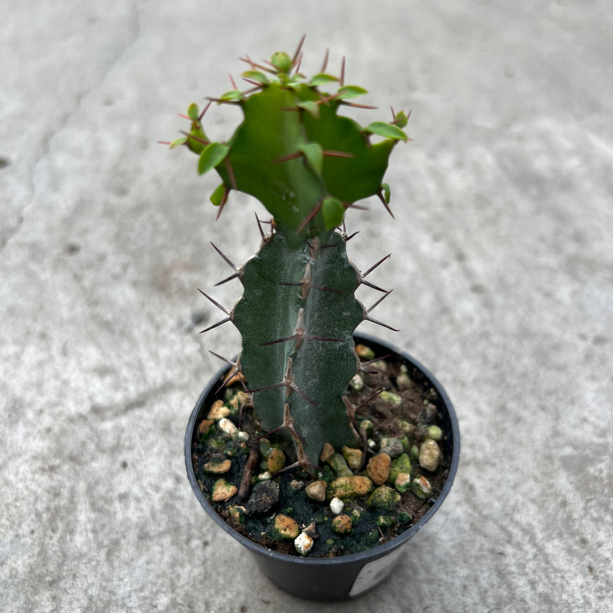 Euphorbia keithii succults plantearium