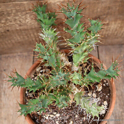 A euphorbia tortirama very old pot