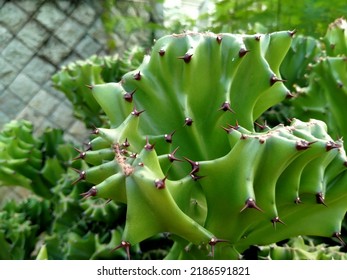 Sem euphorbia euphorbiaceae images stock photos d objects vectors