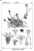 Euphorbia tortilis coloring page free printable coloring pages