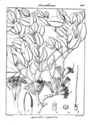 Euphorbia tortilis coloring page free printable coloring pages