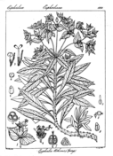 Euphorbia tortilis coloring page free printable coloring pages