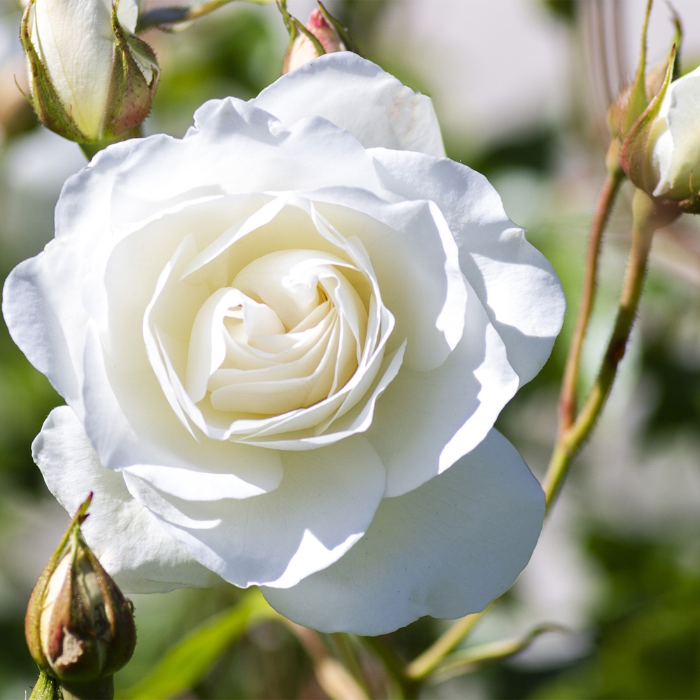 Rose iceberg floribunda rose