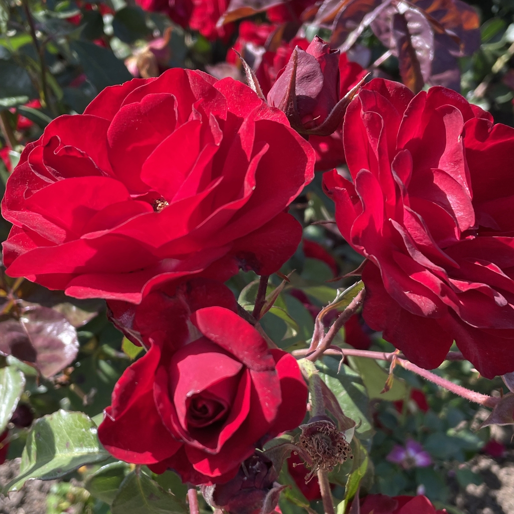 Rosa europeana europeana floribunda rose europeana rose north carolina extension gardener plant toolbox