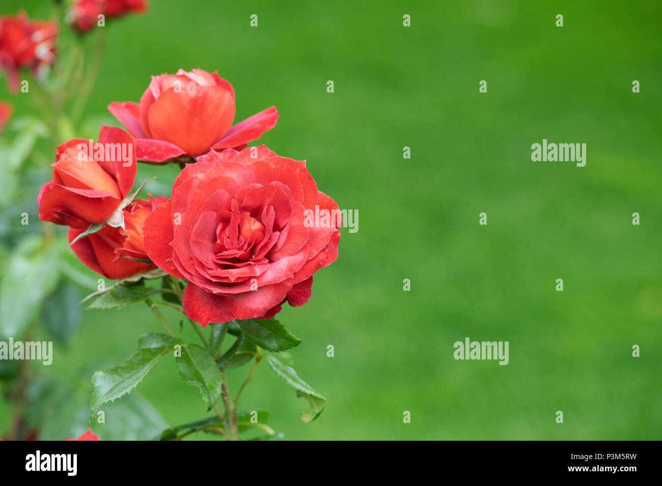 Floribunda rose hi