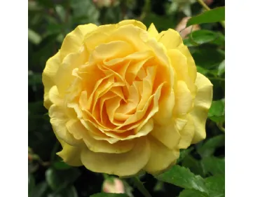 Floribunda s