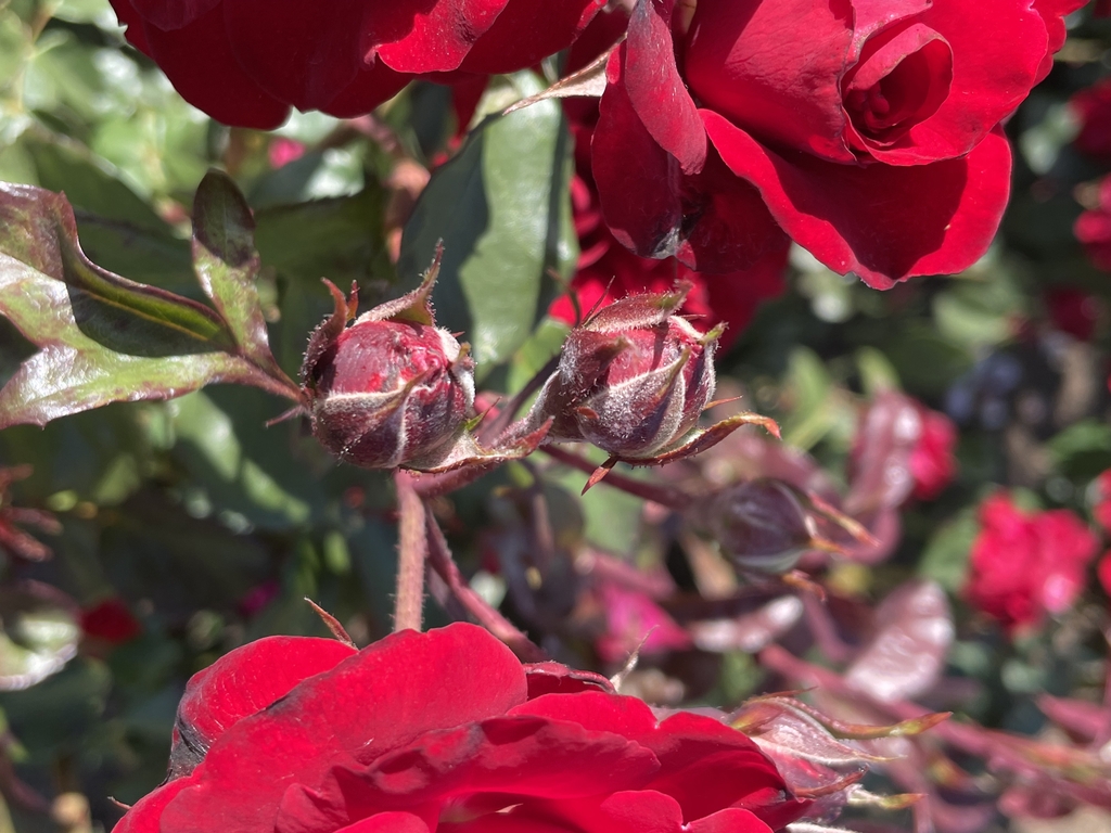 Rosa europeana europeana floribunda rose europeana rose north carolina extension gardener plant toolbox