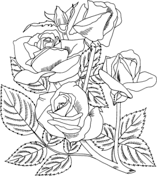 Roses coloring pages free coloring pages