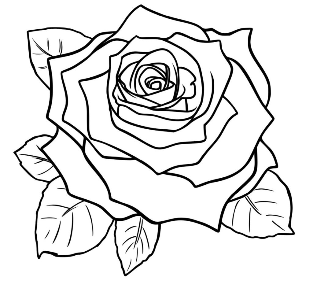 Rose coloring page