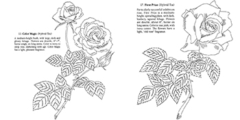 Favorite roses coloring book dover flower by arbel ilil