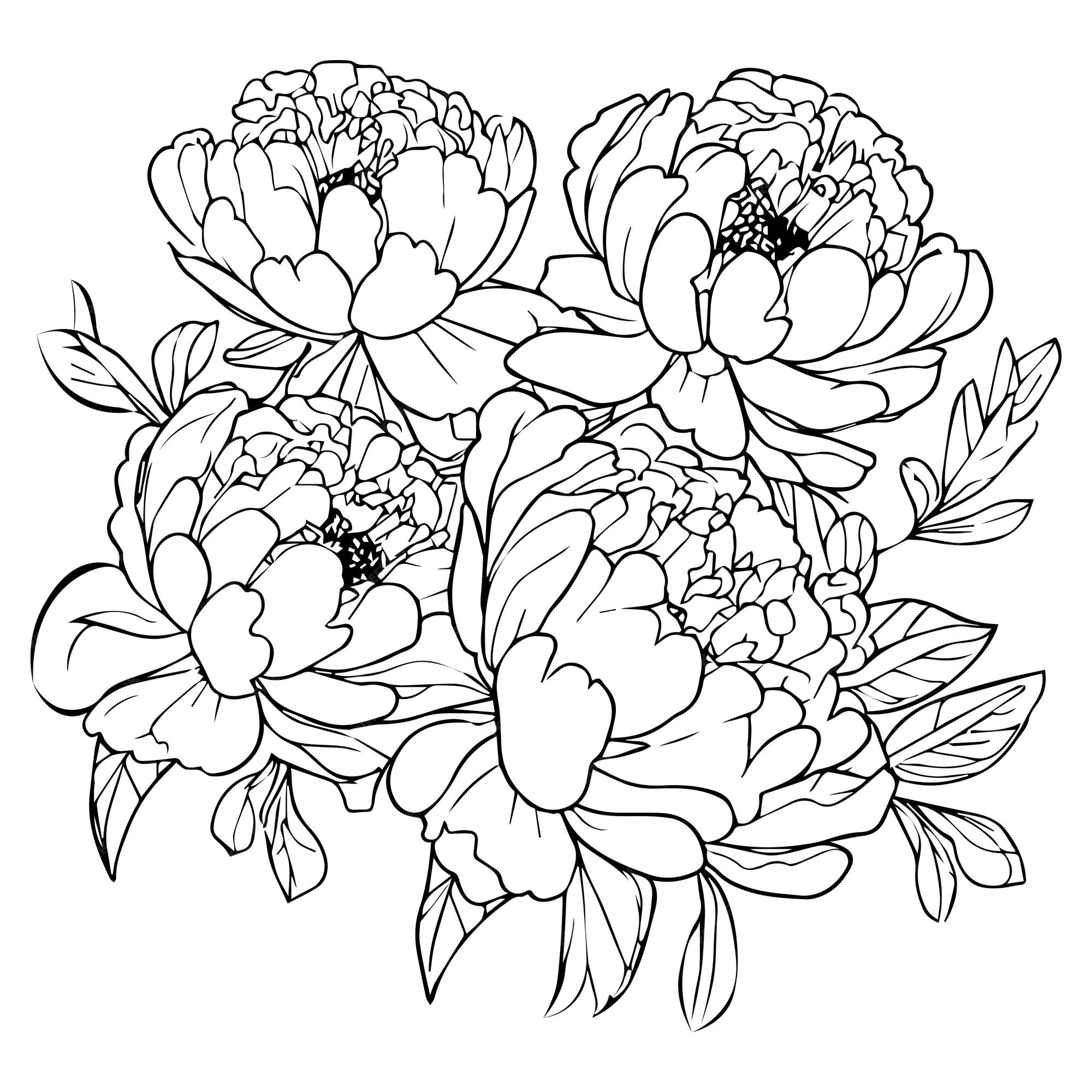 Premium vector peony flower art paeonia suffruticosa simple outline peony drawing peony coloring page for adults