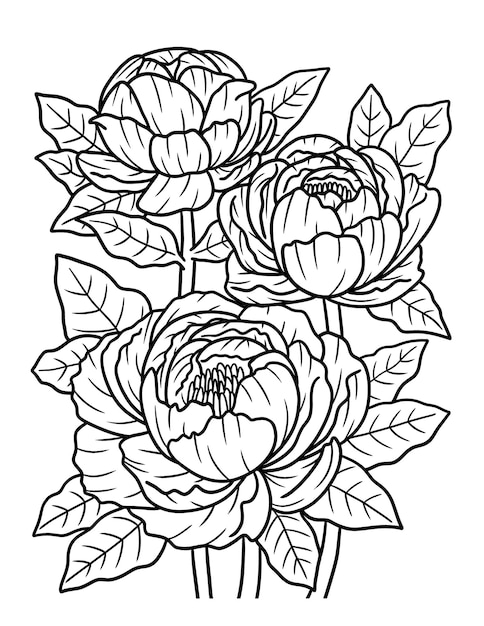 Premium vector peonies flower coloring page for adults