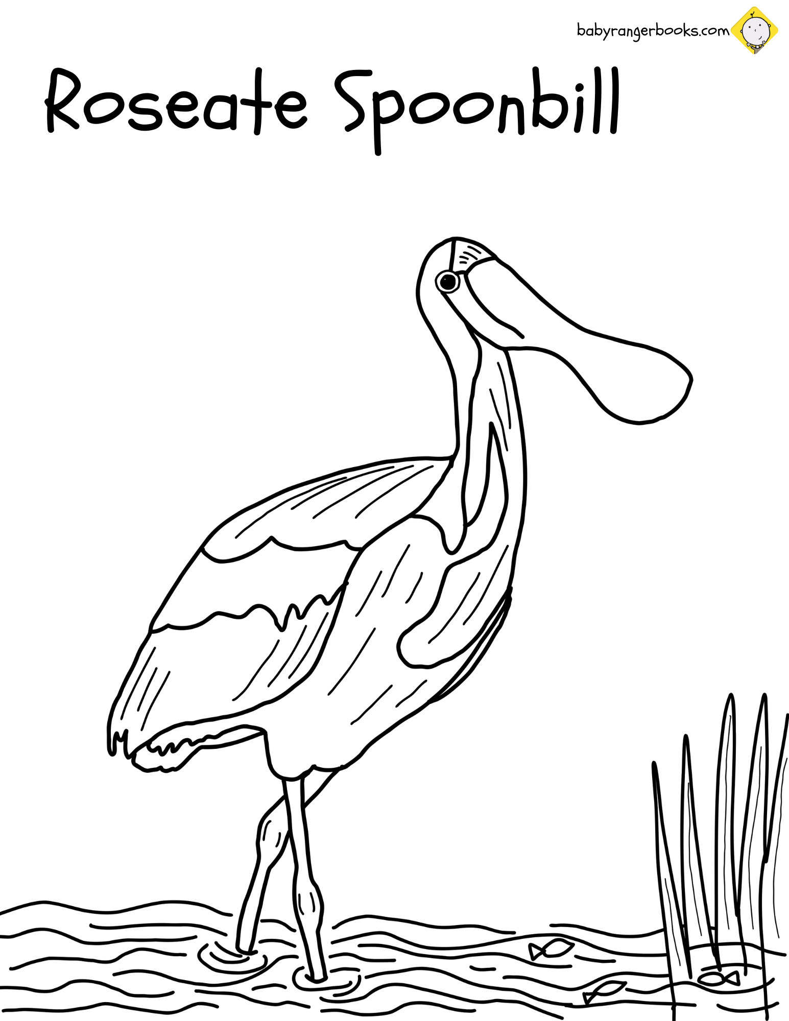 Everglades national park â coloring pages