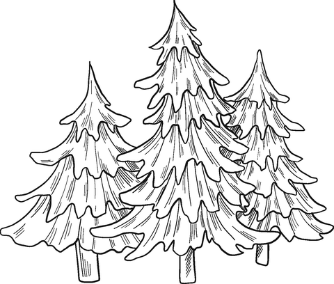 Evergreen tree coloring page free printable coloring pages