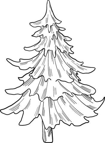 Evergreen tree coloring page free printable coloring pages