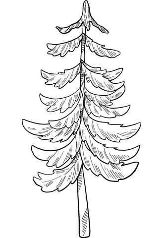 Evergreen tree coloring page free printable coloring pages